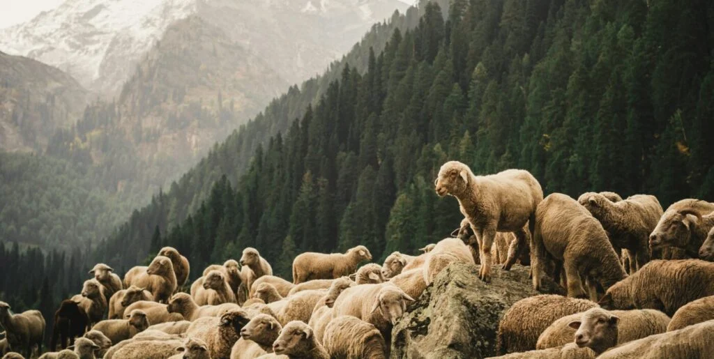 we the troubled sheep and our good shepherd