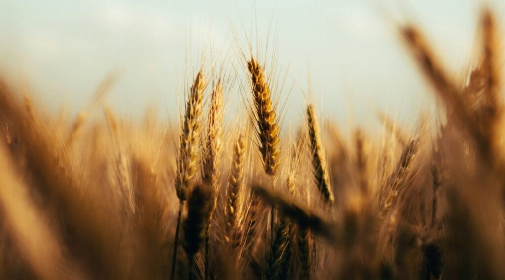 Parables of the Kingdom of Heaven & the Gift of Time: 16th Sunday in Ordinary Time