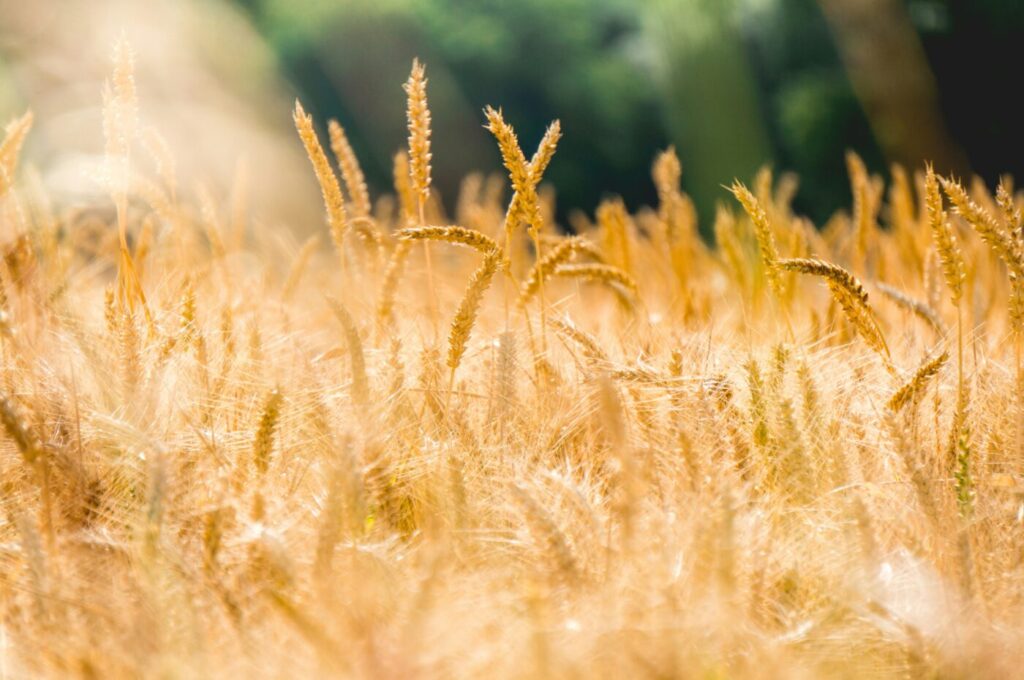 The Same Weeds in the Wheat Field: Rome, Contraception, and Christ's Call
