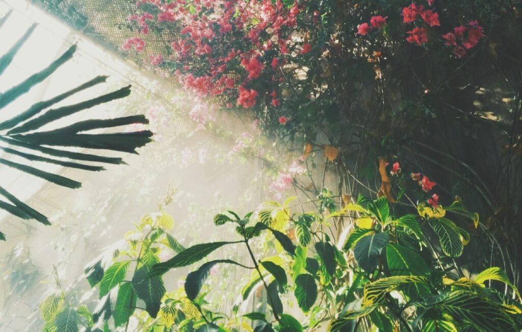 Walking Through the Garden of Life with Abba