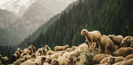 We the Troubled Sheep and Our Good Shepherd: 11th Sunday in Ordinary Time