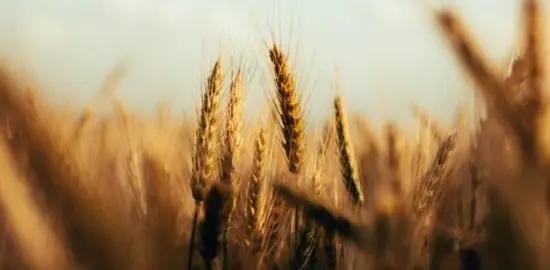 Parables of the Kingdom of Heaven & the Gift of Time: 16th Sunday in Ordinary Time