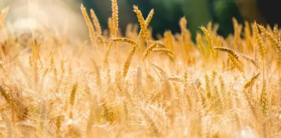 The Same Weeds in the Wheat Field: Rome, Contraception, and Christ’s Call