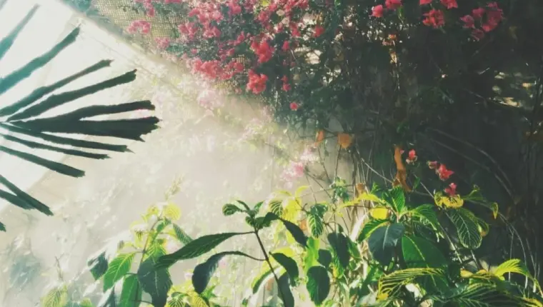 Walking Through the Garden of Life with Abba