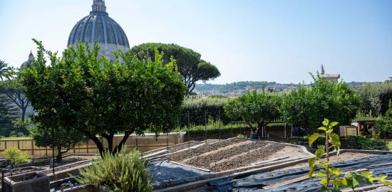 Vatican vegetable garden goes 100% organic