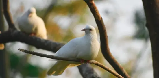 What It Means To Be Wise as Serpents, Innocent as Doves
